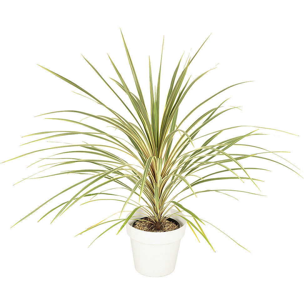 Cordyline Green 80/100cm Ht