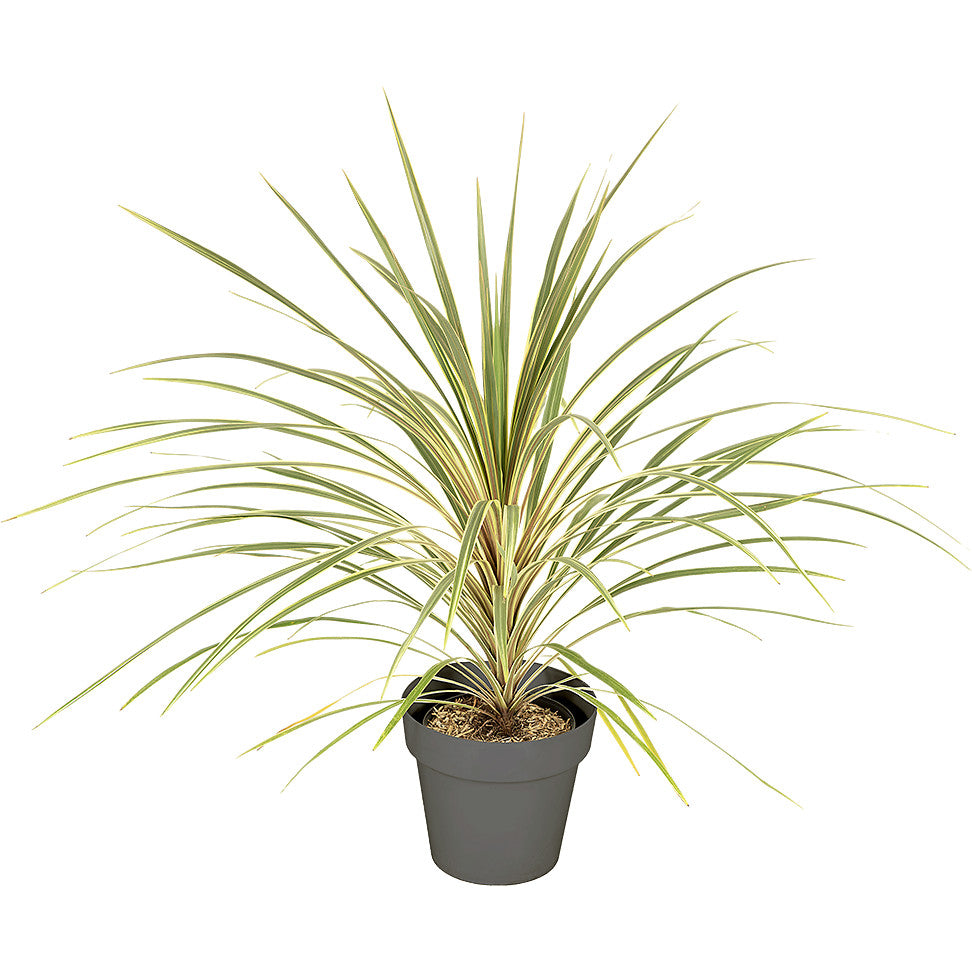 Cordyline Green 80/100cm Ht