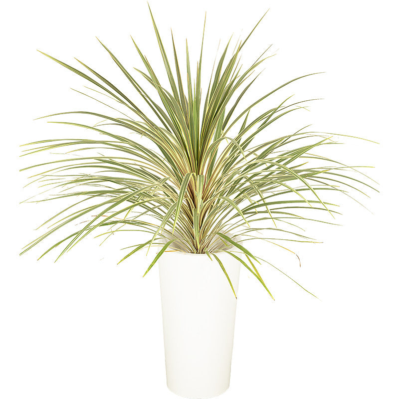 Cordyline Green 80/100cm Ht