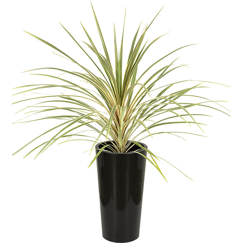 Cordyline Green 80/100cm Ht