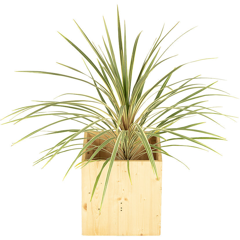 Cordyline Green 80/100cm Ht