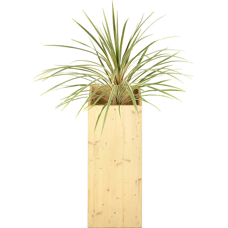 Cordyline Green 80/100cm Ht