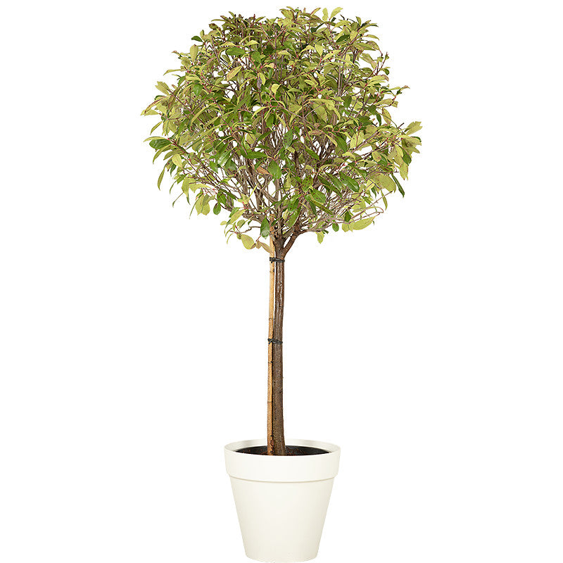 Photinia ball standard 150/175cm Ht: