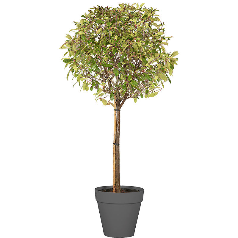 Photinia ball standard 150/175cm Ht: