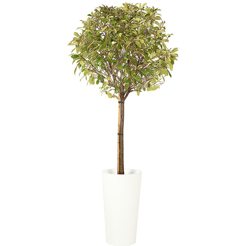 Photinia ball standard 150/175cm Ht: