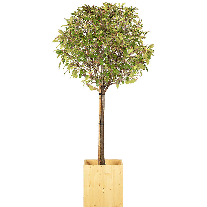 Photinia ball standard 150/175cm Ht: