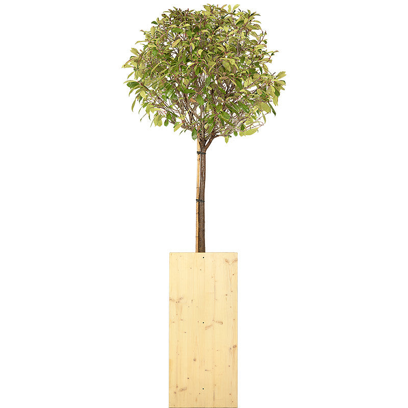 Photinia ball standard 150/175cm Ht: