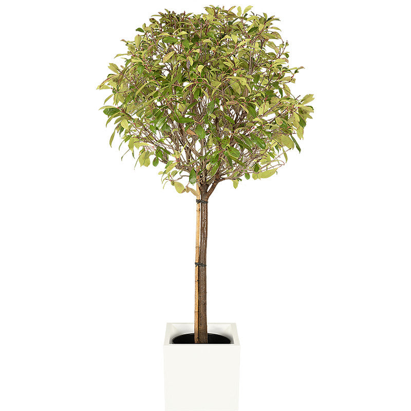 Photinia ball standard 150/175cm Ht: