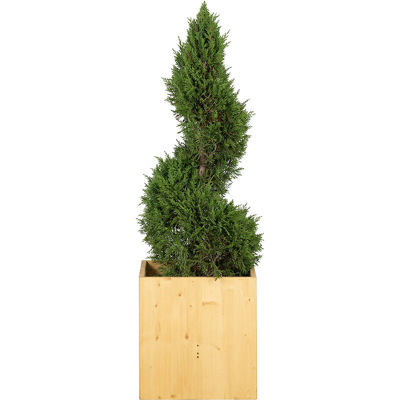 Spiral Cypress - 150cm H