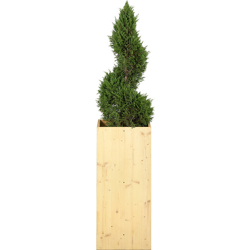 Spiral Cypress - 150cm H