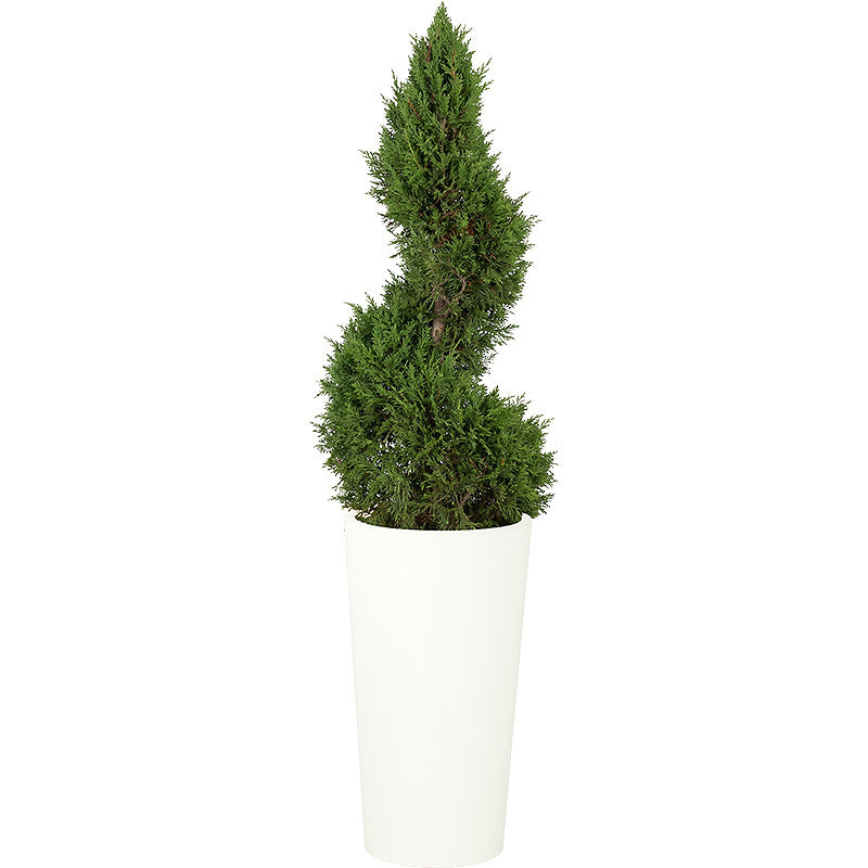 Spiral Cypress - 150cm H