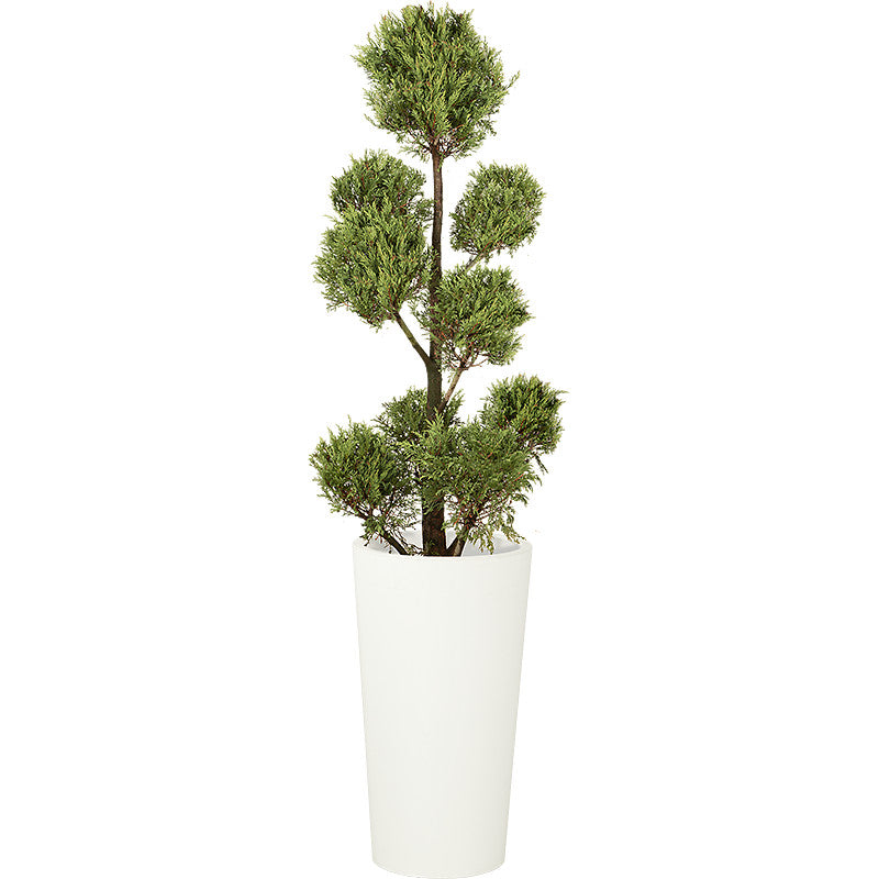 Cupressus Multi-ball - 150cm H