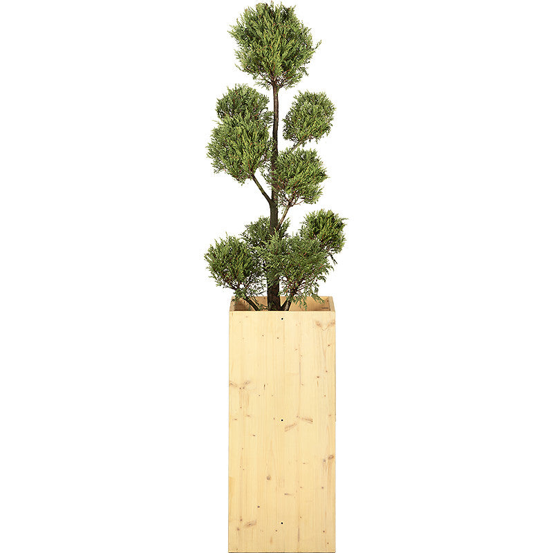 Cupressus Multi-ball - 150cm H