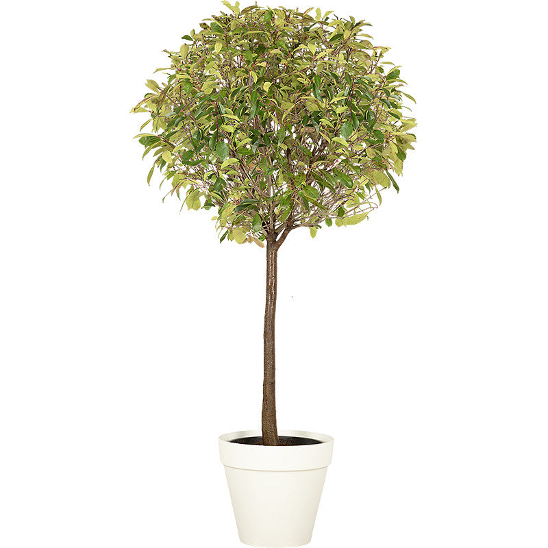 Photinia standard ball - 200/220cm H