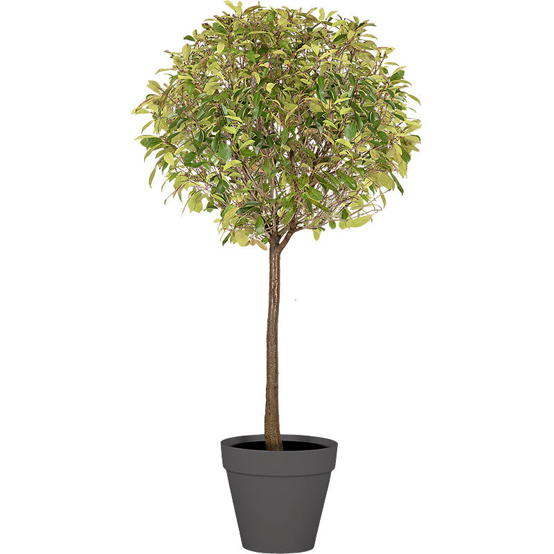 Photinia standard ball - 200/220cm H