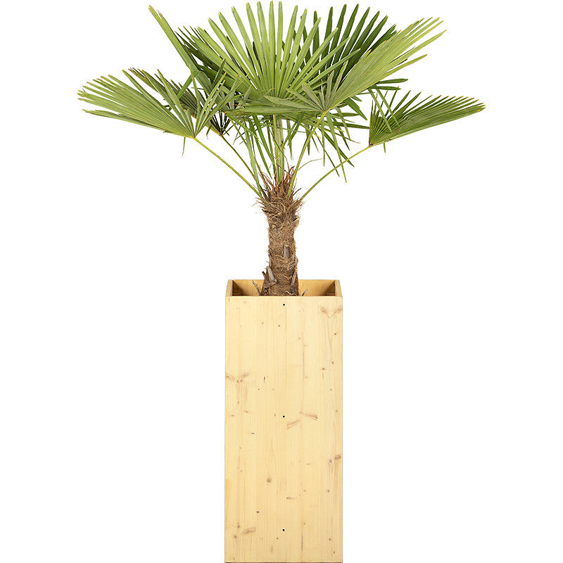 Chamaerops excelsa - 150cm Ht
