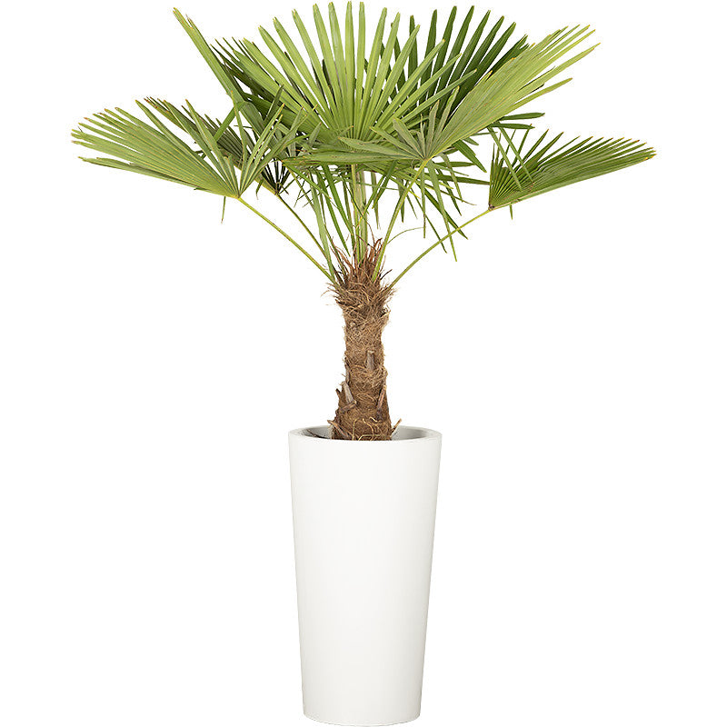 Chamaerops excelsa - 150cm Ht