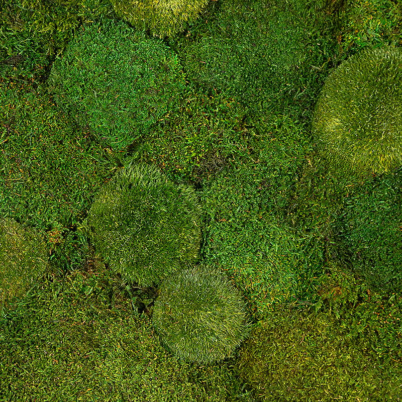 Preserved moss wall per square meter
