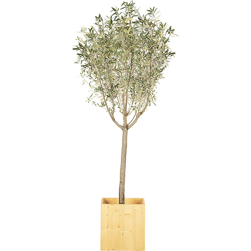 Standard Fruit Tree 175cm H