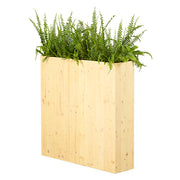 Boston fern in a planter