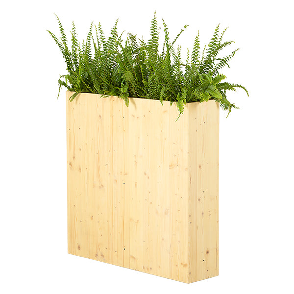 Boston fern in a planter