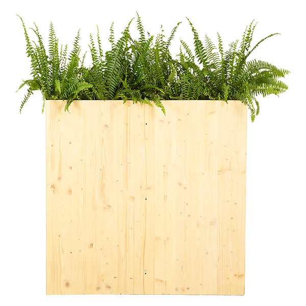 Boston fern in a planter