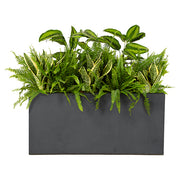Anthracite exotic plant composition