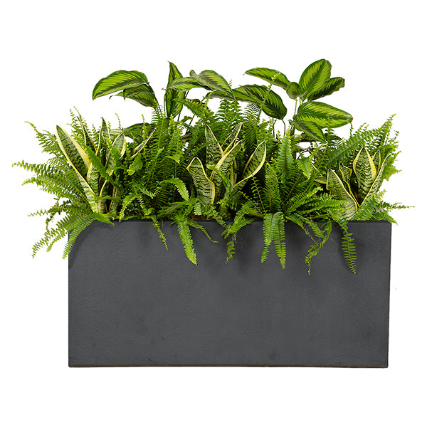 Anthracite exotic plant composition