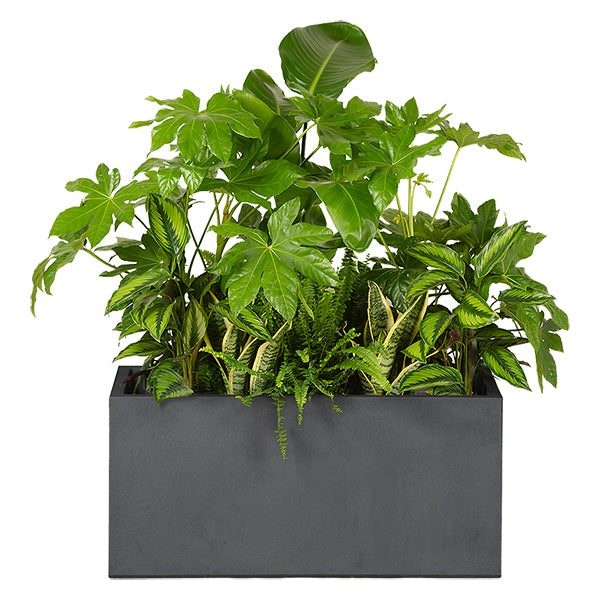 Anthracite exotic plant composition