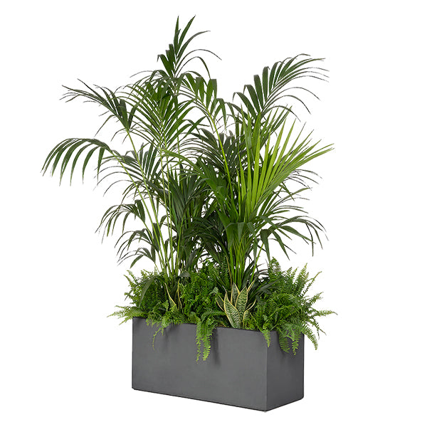 Anthracite exotic plant composition