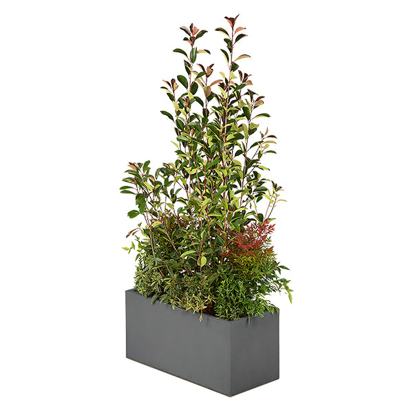 Composition of wild flowers for a planter