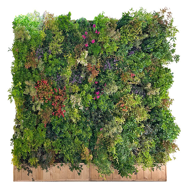 Plantes