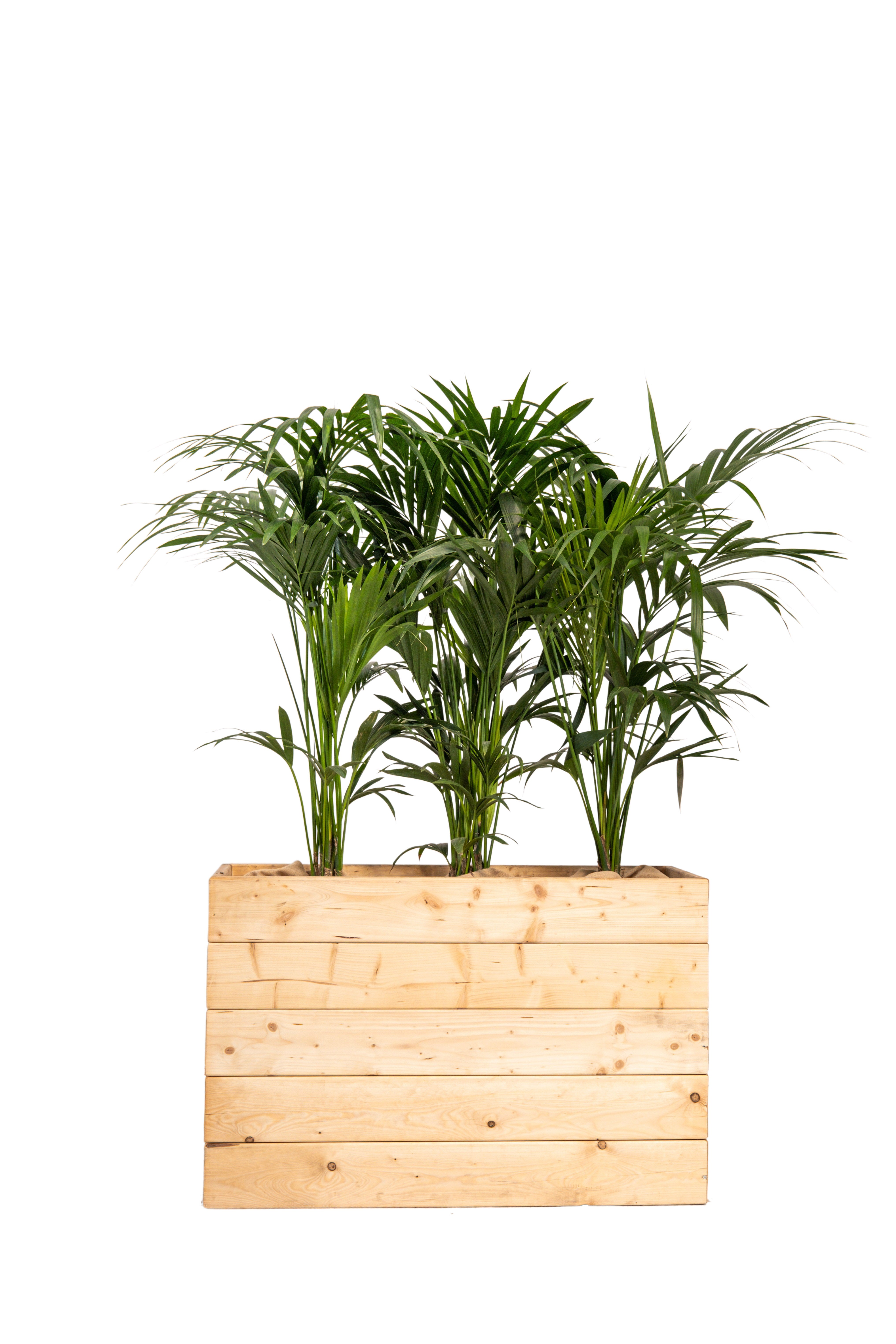 Kentia 150/175cm Ht in planter