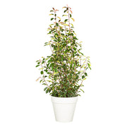 Photinia Shrub 100/150 cm Ht