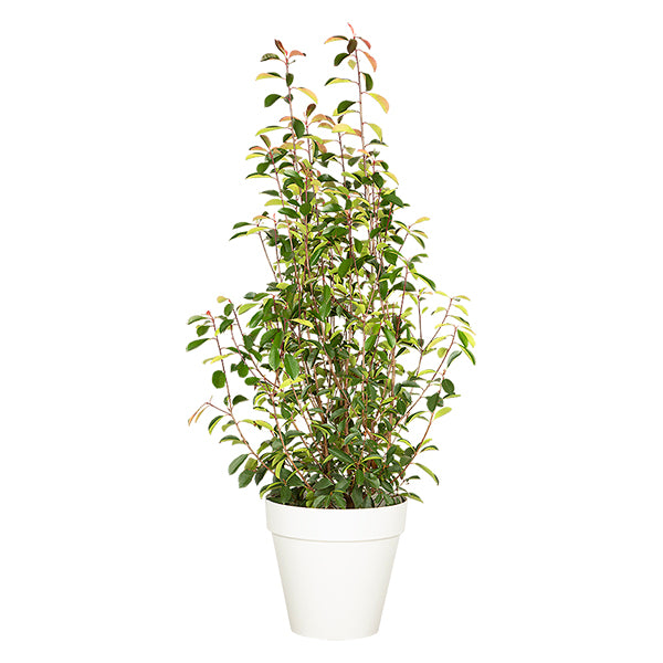 Photinia Shrub 100/150 cm Ht