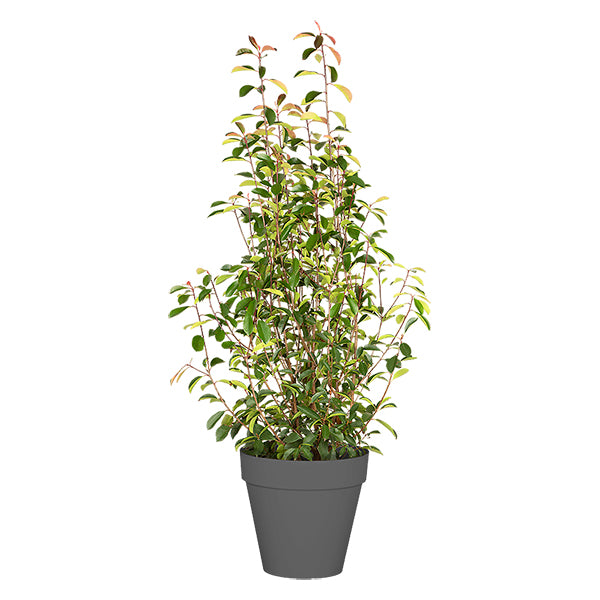 Photinia Shrub 100/150 cm Ht