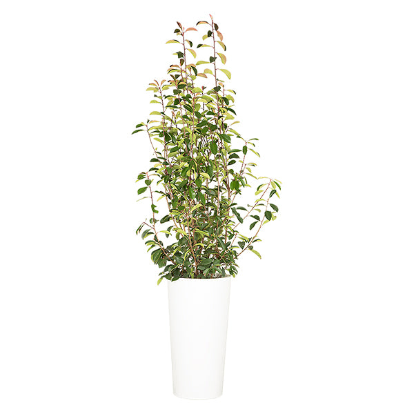 Photinia Shrub 100/150 cm Ht