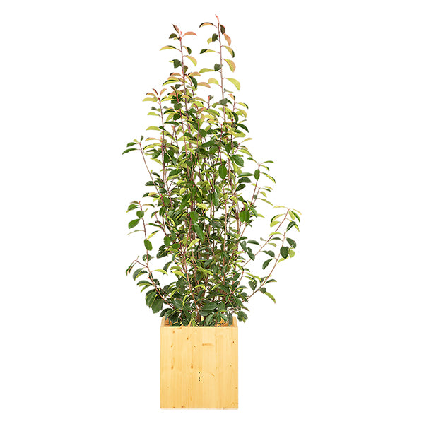 Photinia Shrub 100/150 cm Ht