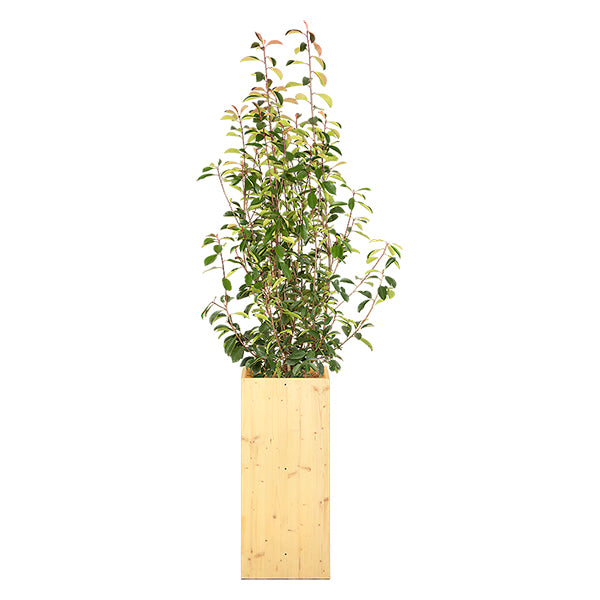 Photinia Shrub 100/150 cm Ht