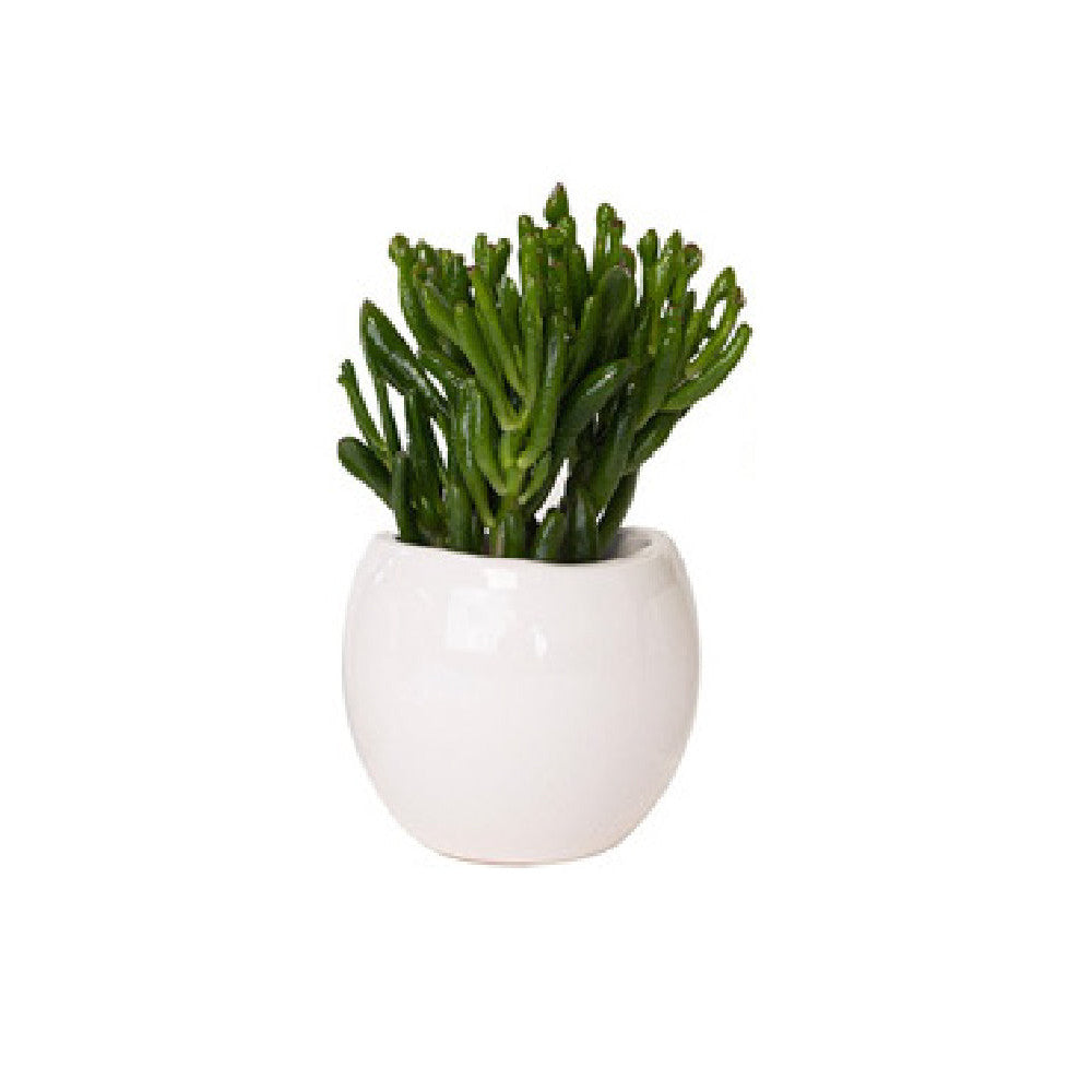 Plantes